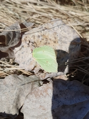 Gonepteryx rhamni