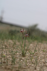 Iris longiscapa