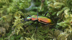 Carabus splendens