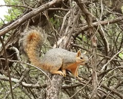 Sciurus niger