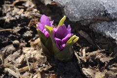 Colchicum szovitsii