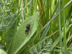 Alopecosa pulverulenta