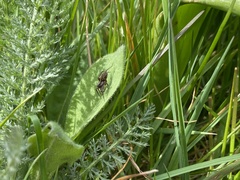 Alopecosa pulverulenta