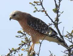 Buteo lineatus