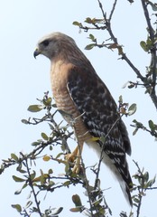 Buteo lineatus