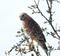 Buteo lineatus
