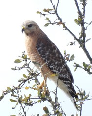 Buteo lineatus