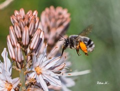 Anthophora canescens