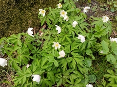 Anemonoides nemorosa