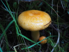 Lactarius porniniae