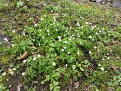 Anemonoides nemorosa