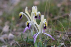 Iris narbutii