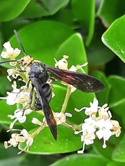 Scolia clypeata