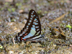 Graphium evemon