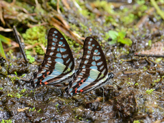 Graphium evemon