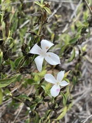 Barleria quadriloba