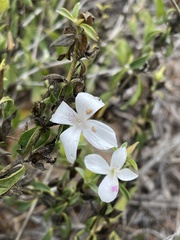 Barleria quadriloba
