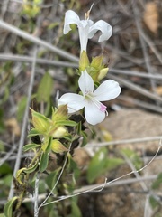 Barleria quadriloba