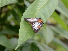 Cyrestis maenalis