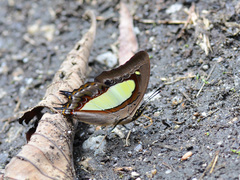 Polyura athamas