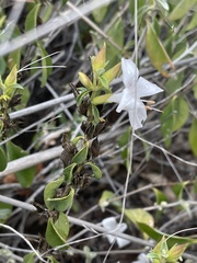 Barleria quadriloba