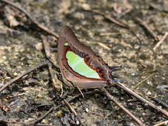 Polyura athamas