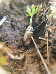 Carabidae