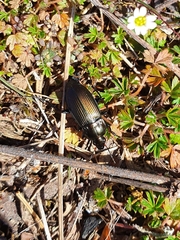 Carabidae