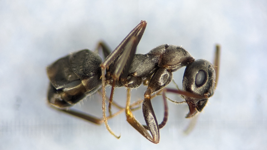 Formica gerardi