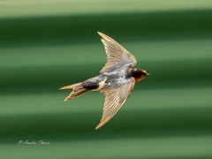 Hirundo tahitica