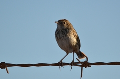 Cisticola textrix