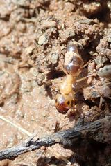Camponotus maculatus