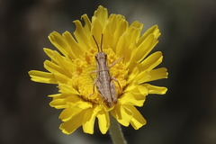 Melanoplus pictus