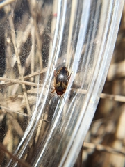 Hydroporus palustris