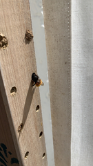 Osmia cornuta