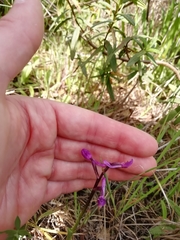 Anacamptis morio