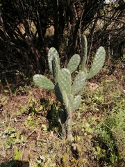 Opuntia