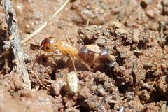Camponotus maculatus