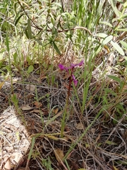 Anacamptis morio