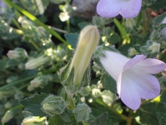 Campanula hagielia