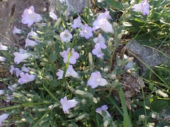 Campanula hagielia
