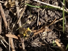 Andrena nigroaenea