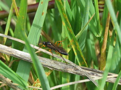Diphyus quadripunctorius