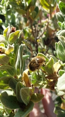 Tropinota squalida