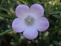 Campanula hagielia