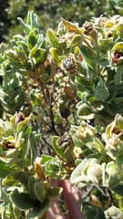Tropinota squalida