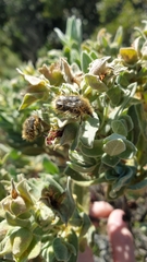 Tropinota squalida