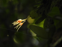 Bulbophyllum taiwanense