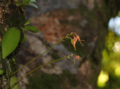 Bulbophyllum taiwanense