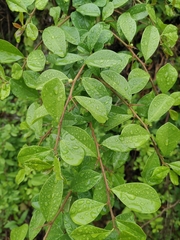 Maclura cochinchinensis